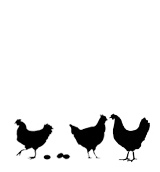 freerange_chickens