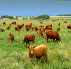 grass_fed_cattle